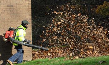 all leaf, no chips